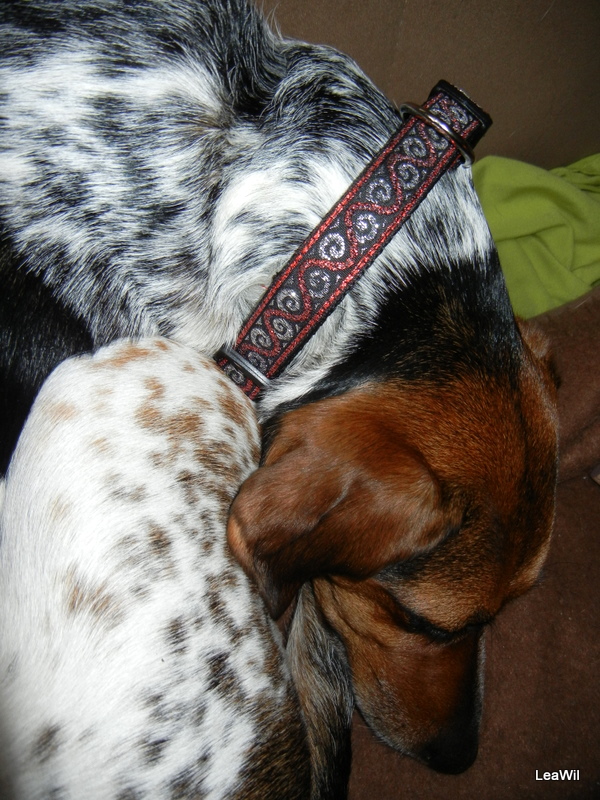 Obojek červeno-stříbrný